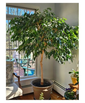 Ficus Tree - Pickup only plant