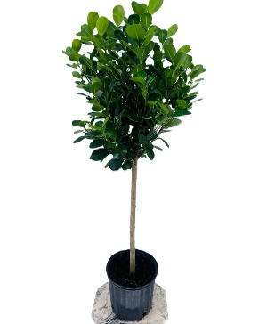 Ficus Tree Plant
