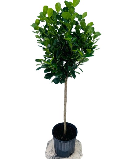Ficus Tree Plant