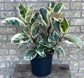FICUS - VARIEGATED TINEKE Indoor Plant