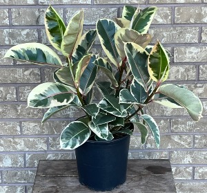 FICUS - VARIEGATED TINEKE Indoor Plant