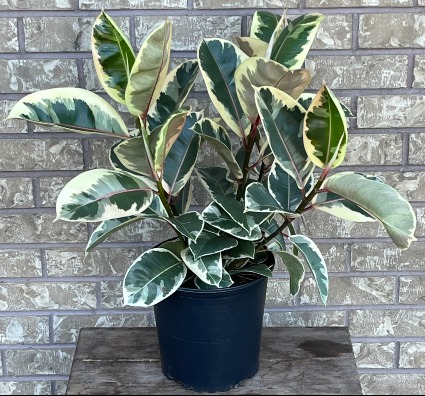 FICUS - VARIEGATED TINEKE Indoor Plant