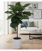 Fiddle Fig House Tree