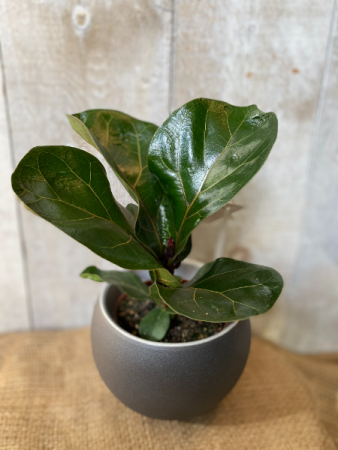 Fiddle Leaf Ficus  Dwarf Bambino plant 5 inch diameter