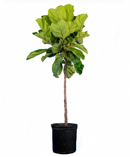 Fiddle Leaf - Ficus Lyrata Tree House Plant