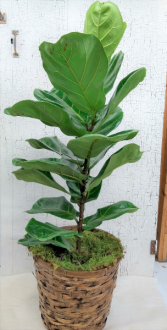 Fiddle Leaf Fig in Basket  