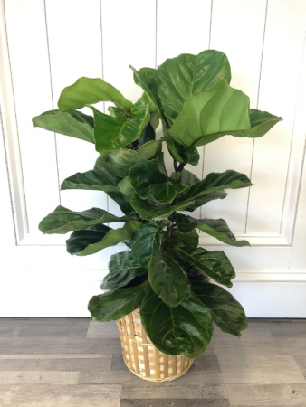 Fiddle Leaf Fig 