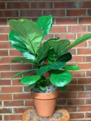 Fiddle Leaf Fig (6" pot) 