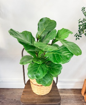 Fiddle Leaf Fig 