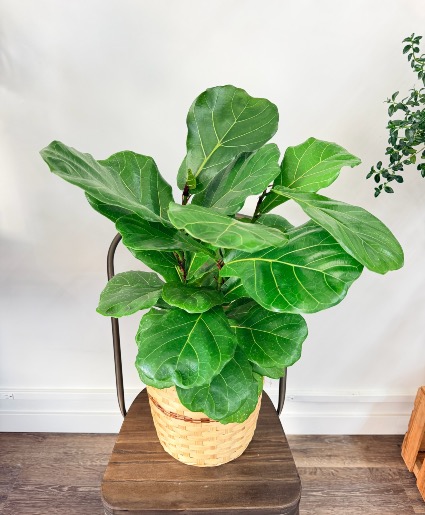 Fiddle Leaf Fig 