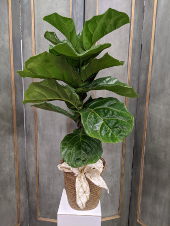 Fiddle Leaf Fig Ficus lyrata in Lafayette, LA - FLOWERS BY RODNEY