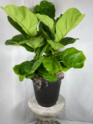 Fiddle-Leaf Fig Fiddle-Leaf Fig