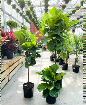 FIDDLE LEAF FIG  FIG PLANT 