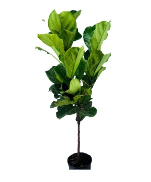 Fiddle Leaf Fig Green Plant Plant