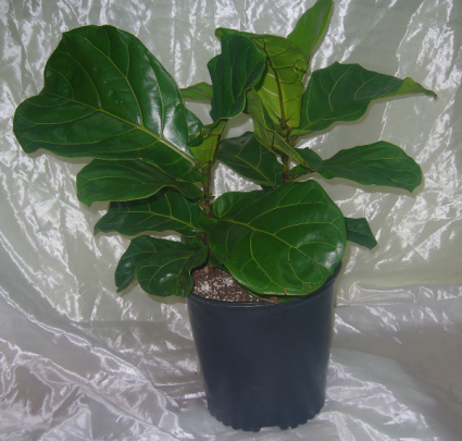 FIDDLE LEAF FIG Ficus Lyrata