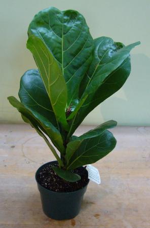FIDDLE LEAF FIG House Plant