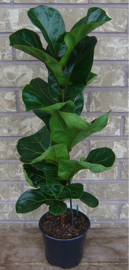 FIDDLE LEAF FIG House Plant