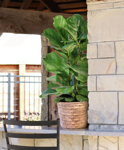 Fiddle Leaf Fig Lifestyle Arrangement