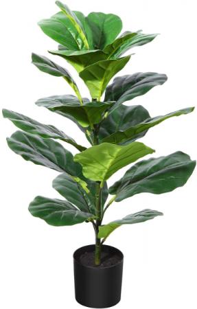 Fiddle Leaf Fig Plant