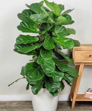 Fiddle Leaf Fig  Plant