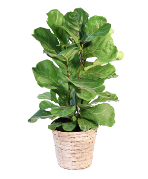 Fiddle Leaf Fig Plant 8" 