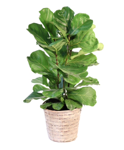 Fiddle Leaf Fig Plant 8" 