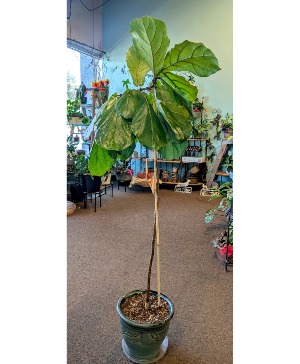 real money tree plant Money Tree