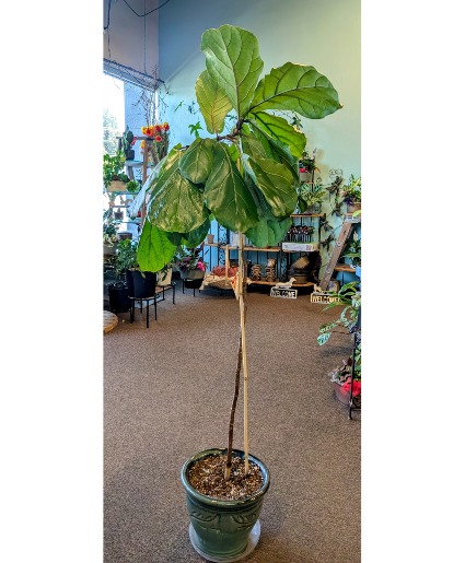 Fiddle leaf fig plant in 10" pot  Only 1 available in store NOW