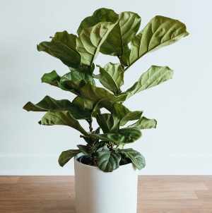 Fiddle Leaf Fig Plant Tropical Plant
