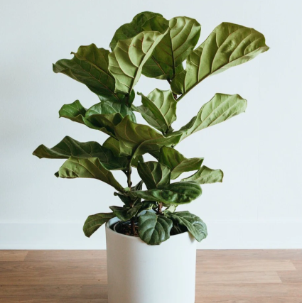 Fiddle Leaf Fig Plant Tropical Plant