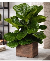 Fiddle Leaf PLant Green & Blooming Plants