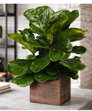 Fiddle Leaf PLant Green & Blooming Plants