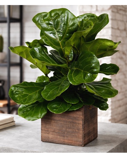 Fiddle Leaf PLant Green & Blooming Plants