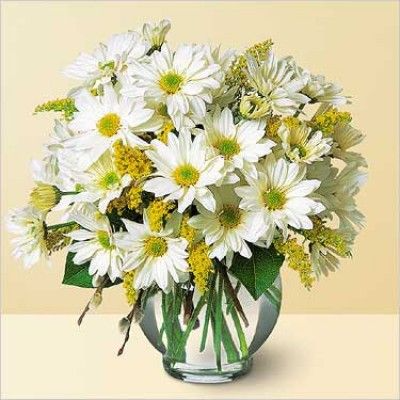 Field of Daisies 