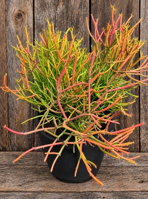 Firestick Cactus 