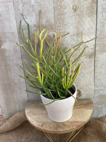 Firestick Pencil Cactus Plant 