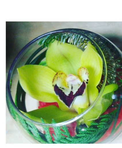 Fish bowl orchid 1 orchid 