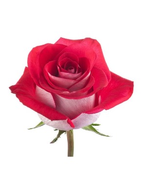 Fit for a Queen Rose Arrangement