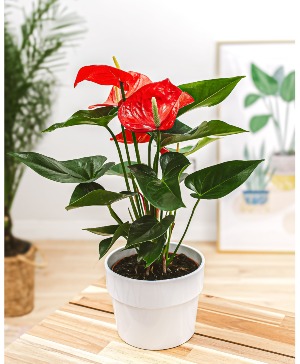 Flamingo Flower  