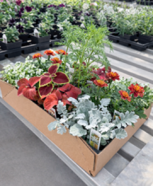 Flat of Blooming Annuals Blooming Plant