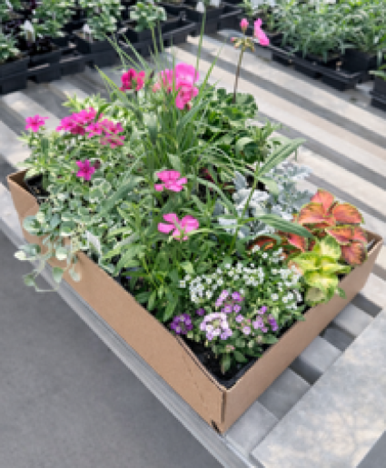 Flat of Blooming Annuals Blooming Plant