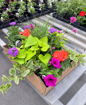 Flat of Blooming Annuals Blooming Plant