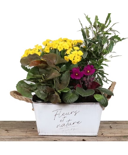 Fleurs et Nature Planter Dish Garden
