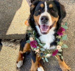 Floral dog collar Arrangement