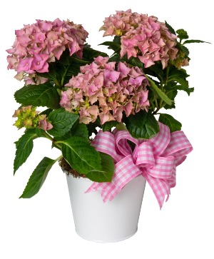 Floral Hydrangea 
