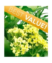 Florist Choice  Blooming Plant