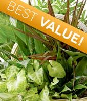 Florist Designed Dish Garden - 989 Plant