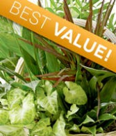 Florist Designed Dish Garden - 990 Plant 