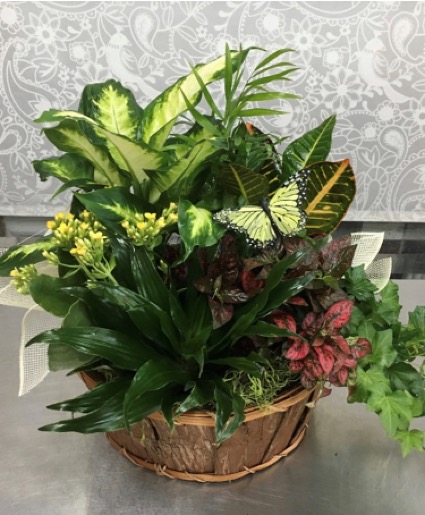 Green Flourishing Garden Dish Garden