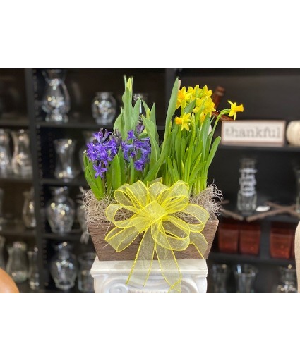 Flowering Bulb Garden 